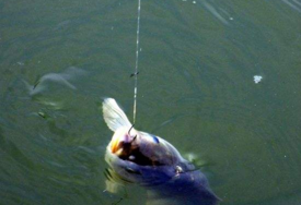六月份怎么釣鯽魚？6月份釣鯽魚用什么餌料？