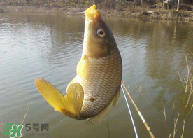 六月份怎么釣鯉魚(yú)？六月份釣鯉魚(yú)技巧