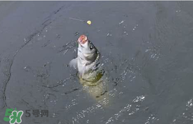 六月份怎么釣鯉魚(yú)？六月份釣鯉魚(yú)技巧