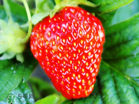 夏天有草莓嗎？夏天草莓結(jié)果嗎？