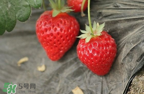 夏天有草莓嗎？夏天草莓結(jié)果嗎？