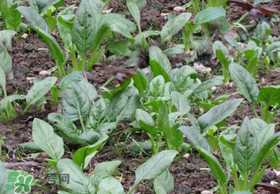 夏天可以種菠菜嗎？夏天菠菜為什么難種植？