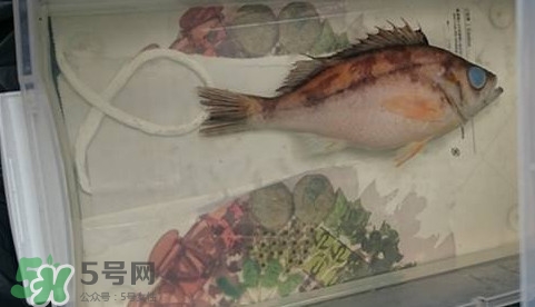 福爾馬林是什么？福爾馬林是甲醛嗎