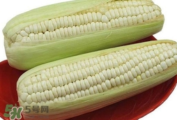 糯玉米怎么保存時間長？新鮮的糯玉米如何保存