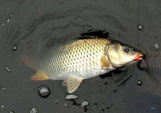 六月份怎么釣鯽魚？6月份釣鯽魚用什么餌料？