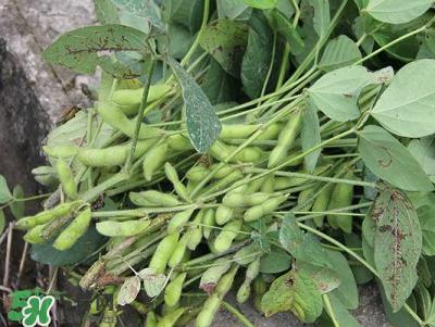 六月份可以種毛豆嗎？六月份毛豆怎么種植？