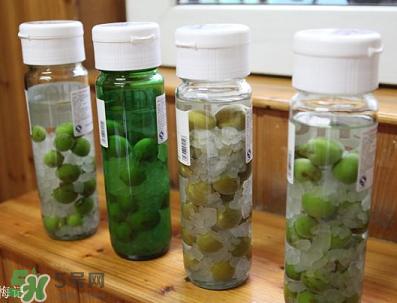 青梅酒用什么酒泡？青梅酒用什么酒好？