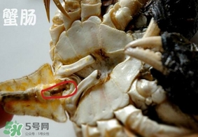 面包蟹是哪里產(chǎn)的？面包蟹哪里不能吃圖解