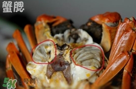 面包蟹是哪里產(chǎn)的？面包蟹哪里不能吃圖解