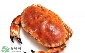 面包蟹是海蟹嗎？面包蟹吃什么東西
