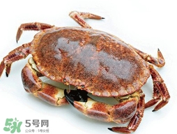 活面包蟹怎么保存？面包蟹能保存多久