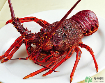 澳洲龍蝦是淡水的嗎？澳洲龍蝦是海鮮嗎？