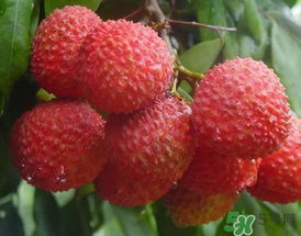 吃荔枝為什么會(huì)暈倒？吃荔枝暈倒怎么回事？