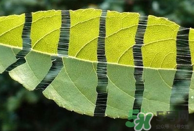杜仲茶每天喝多少合適？杜仲茶喝多有什么不好