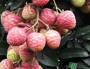 荔枝吃多了會流鼻血嗎？吃荔枝會流鼻血嗎？