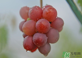 提子皮澀怎么處理？提子皮澀能吃嗎？