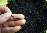 杜仲茶是熱性的嗎？杜仲茶和杜仲是一樣?xùn)|西嗎