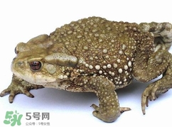 蟾蜍怎么讀？蟾蜍是保護(hù)動(dòng)物嗎？