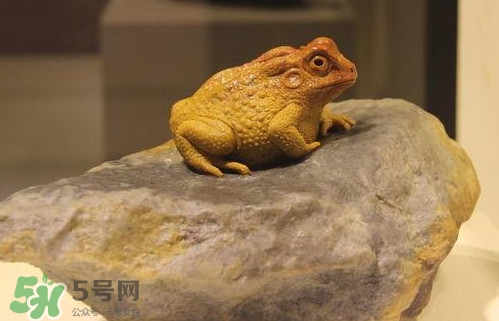 蟾蜍能活多久？蟾蜍可以活多少年