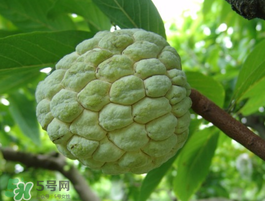 番荔枝什么時(shí)候成熟？番荔枝什么時(shí)候開花？