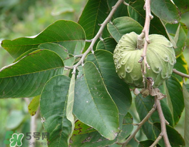番荔枝什么時(shí)候成熟？番荔枝什么時(shí)候開花？