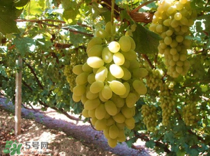 馬奶葡萄多少錢一斤？馬奶葡萄2017價(jià)格
