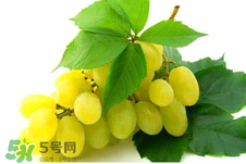 馬奶葡萄多少錢一斤？馬奶葡萄2017價(jià)格