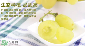 馬奶葡萄怎么保存？馬奶葡萄保存方法