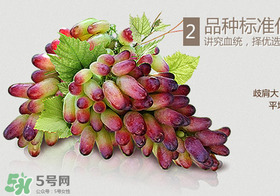 馬奶葡萄怎么保存？馬奶葡萄保存方法