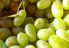 馬奶葡萄怎么保存？馬奶葡萄保存方法