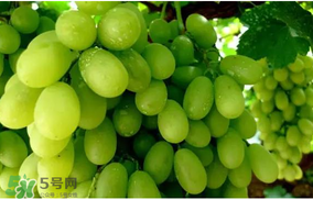 馬奶葡萄怎么保存？馬奶葡萄保存方法
