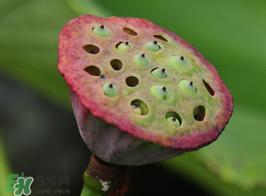 蓮蓬多少錢(qián)一斤？蓮蓬多少錢(qián)一個(gè)？