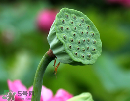 蓮蓬多少錢(qián)一斤？蓮蓬多少錢(qián)一個(gè)？