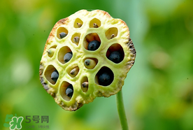 蓮蓬什么時(shí)候成熟？蓮蓬什么時(shí)候上市？