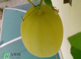 黃金瓜什么時(shí)候成熟？黃金瓜什么時(shí)候吃？