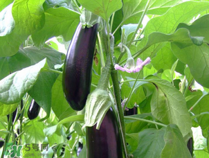 茄子怎么挑選？如何挑選茄子？