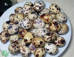 鵪鶉蛋和雞蛋哪個營養(yǎng)價(jià)值高？鵪鶉蛋怎么選購？