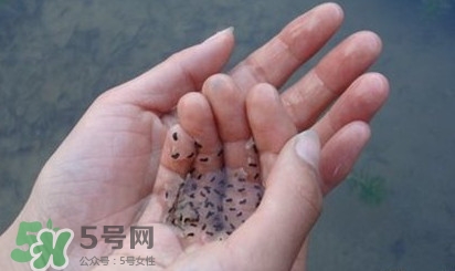 蟾蜍是不是癩蛤??？蟾蜍和青蛙的區(qū)別