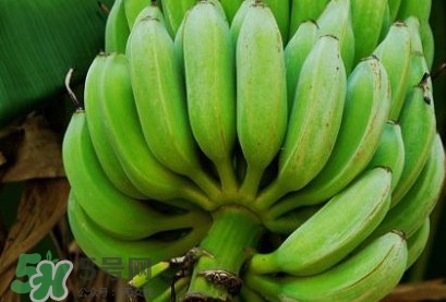 芭蕉可以放冰箱嗎？芭蕉能放冰箱保存嗎