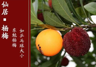 仙居楊梅多少錢(qián)一斤？仙居楊梅多少錢(qián)一斤2017？