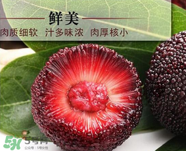 荸薺楊梅和東魁楊梅哪個好吃？荸薺楊梅跟東魁楊梅有什么區(qū)別？