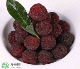 荸薺楊梅和東魁楊梅哪個好吃？荸薺楊梅跟東魁楊梅有什么區(qū)別？