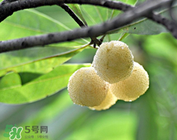 白楊梅多少錢一斤？白楊梅產(chǎn)地