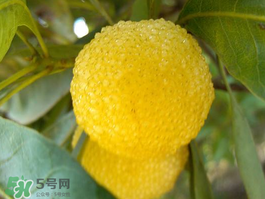 白楊梅可以泡酒嗎？白楊梅泡酒有什么功效？