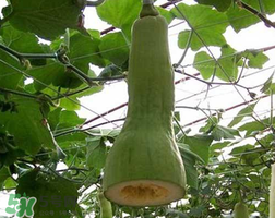 砍瓜種子哪里有賣(mài)的？砍瓜多少錢(qián)一斤？