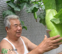 砍瓜種子哪里有賣(mài)的？砍瓜多少錢(qián)一斤？