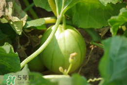 菜瓜多少錢一斤？菜瓜怎么挑？
