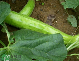 菜瓜多少錢一斤？菜瓜怎么挑？