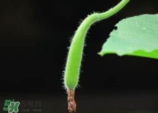 苦瓠子有毒嗎？苦瓠子中毒怎么辦？