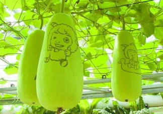 蒲瓜不能和什么一起吃？蒲瓜和什么相克？
